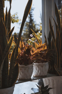 pokojové rostliny za oknem na parapetu