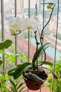 pokojová rostlina Orchidej (Můrovec vznešený)