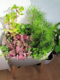 interiérové pokojové rostliny