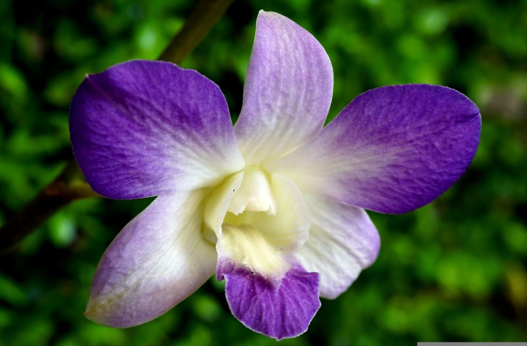orchidej orchidej orchideje Paphiopedilum (Črievičkovec)