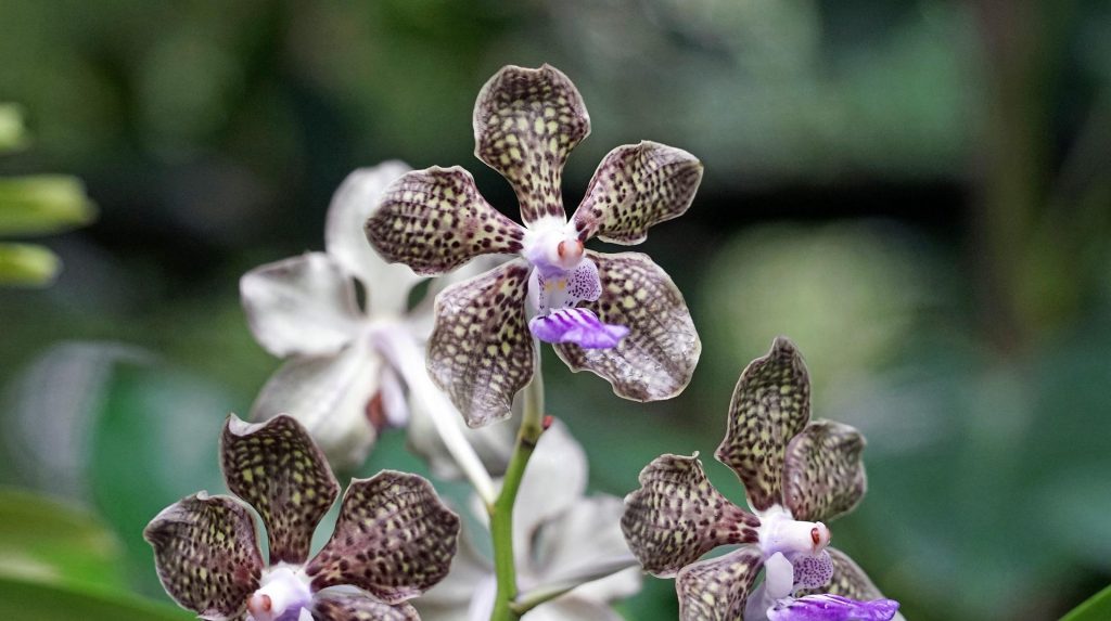orchidej Vanda