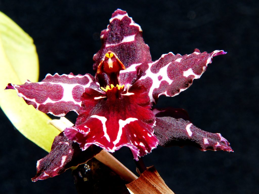orchidej Odontoglossum