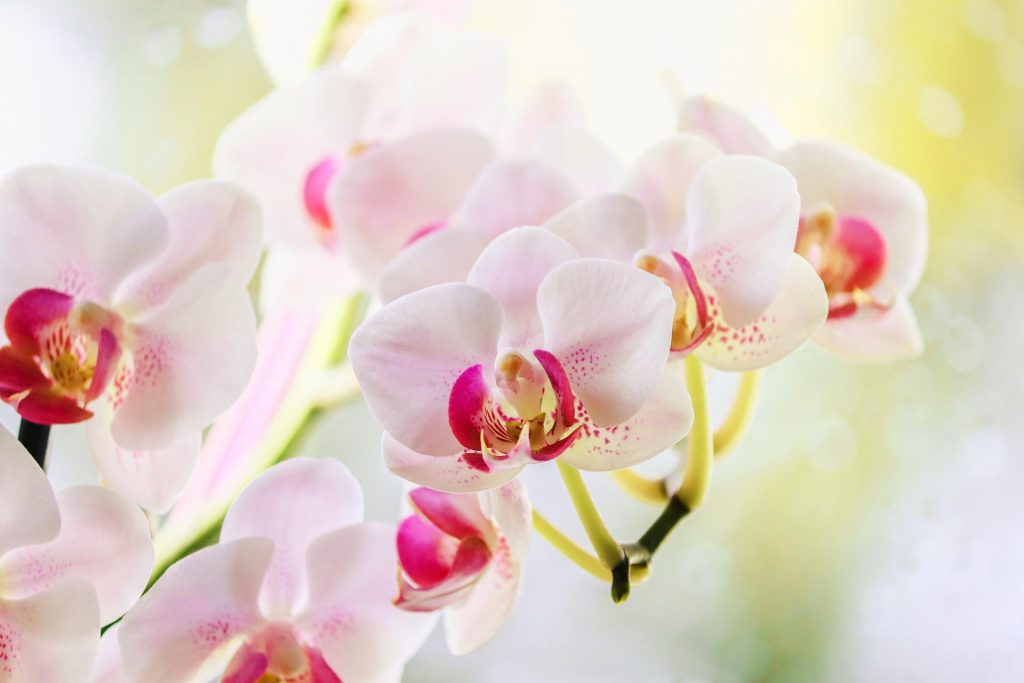 orchidej Phalaenopsis-aphrodite-Lisajovec