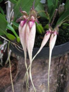 orchidej druhy - Orchidea Bulbophyllum longissimum