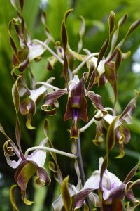 orchidej druhy - Orchidea Dendrobium taurinum