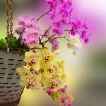 orchidej v závěsném květináčí