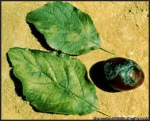 Šárka švestek – Příznaky na plodech a listech švestek