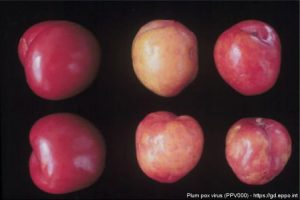 Šárka švestek – Příznaky na plodech švestky japonské cv. Červená krasavice. Nemocné ovoce se porovnává se dvěma zdravými plody vlevo