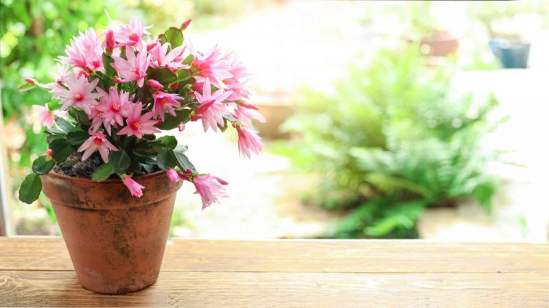 blooming zygocactus schlumbergera in a ceramic pot e1669802755559