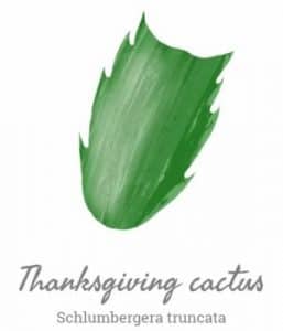 kaktus díkuvzdání - ilustrace
