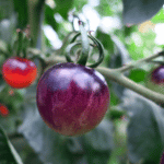Čierna šalátová paradajka DARK GALAXY