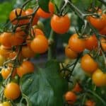 Oranžové cherry paradajky ORANGE CHERRY