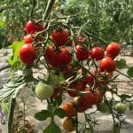 Červená kríčková paradajka SLENDER TIM BUSH