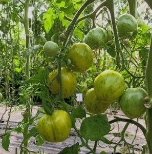 Zelená šalátová paradajka VERTE ZEBRE