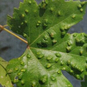 Rebenpockenmilbe - Colomerus vitis