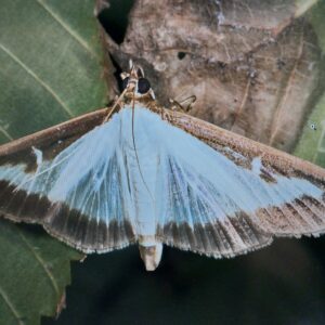 Buchsbaumzünsler - Cydalima perspectalis