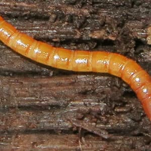 Dratovci larva Elateriade 1