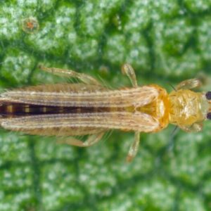 Erbsenthrips