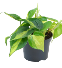 Filodendron​