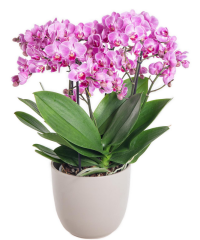 Orchidej můrovec​